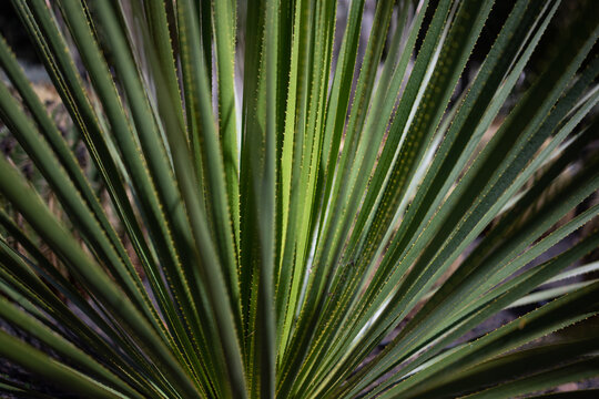 Mostly blurred long green leaves with prickles of sandpaper sotol