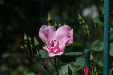 バラ園のバラの花