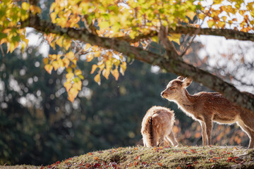 奈良 - 【奈良公園の鹿と紅葉】