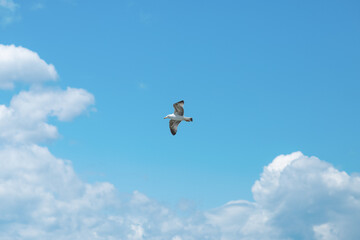 seagull in flight