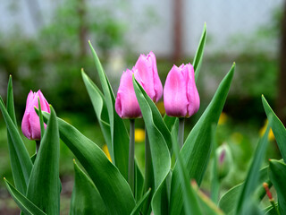 Pink tulips flowering in the garden.