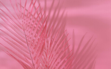 Summer aesthetic layout with pink palm leaves and shadows on pastel pink background. 80s or 90s...