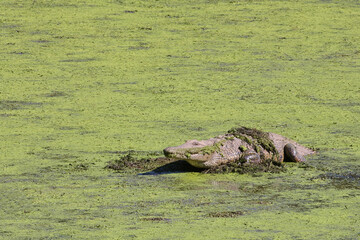 Nilkrokodil / Nile crocodile / Crocodylus niloticus