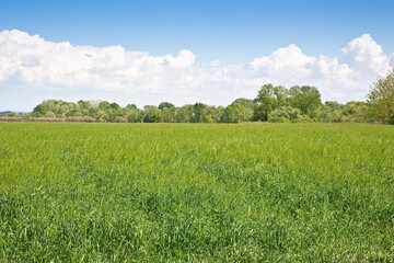 Uncultivated agricultural land for sale - Land plot management - Real estate concept with a wild...