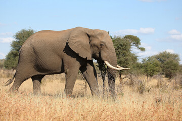 Afrikanischer Elefant / African elephant / Loxodonta africana