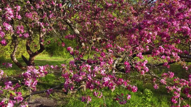 Blooming apple tree with pink flowers in green sunny spring garden. Pedestal footage