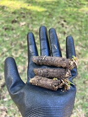 Closeup of landscaper holding three long, healthy cores with grass at tips after warm-season core...