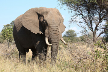 Obraz premium Afrikanischer Elefant / African elephant / Loxodonta africana