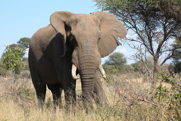 Fototapeta premium Afrikanischer Elefant / African elephant / Loxodonta africana