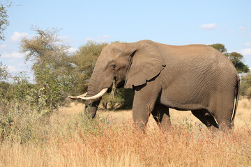 Obraz premium Afrikanischer Elefant / African elephant / Loxodonta africana