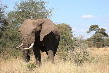 Obraz premium Afrikanischer Elefant / African elephant / Loxodonta africana