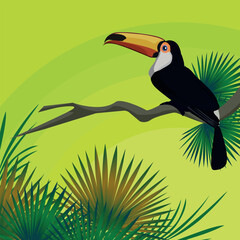 tropical birds tukan illustration exotic