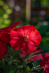 Fototapeta na wymiar Bright red petunia flower on a green background on a summer day macro photography. Blooming garden flower with red petals in summertime close-up photography. 