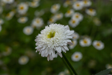 Blooming white chamomile flower on a green background in a summer sunny day macro photo. Fluffy camomile with white petals in the meadow close-up photo. Blossom daisy in springtime floral background.