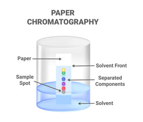 Vector scientific illustration of ascending paper chromatography – an analytical method used to separate components between stationary and mobile phases. Method for identifying substances.