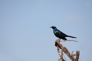 Riesenglanzstar / Burchell's starling / Lamprotornis australis