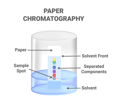 Vector scientific illustration of ascending paper chromatography &ndash; an analytical method used to separate components between stationary and mobile phases. Method for identifying substances.