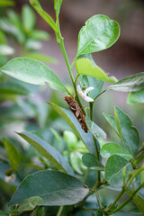 Grasshopper on the tree branch, green leaves