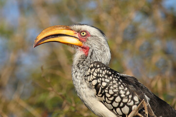 Gelbschnabeltoko / Southern yellow-billed hornbill / Tockus leucomelas