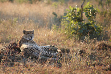 Gepard / Cheetah / Acinonyx jubatus © Ludwig