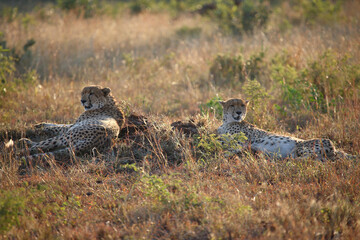 Gepard / Cheetah / Acinonyx jubatus © Ludwig