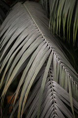 Liść palmy