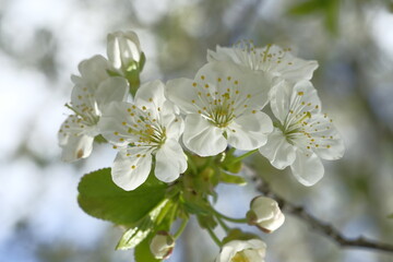 White apple blossoms illuminated by the sun.