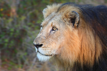 Afrikanischer Löwe / African lion / Panthera leo.