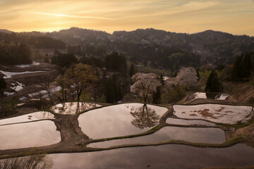 新潟県十日町市儀明の棚田の桜と夕焼け