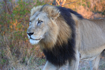 Afrikanischer Löwe / African lion / Panthera leo.