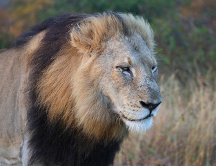Afrikanischer Löwe / African lion / Panthera leo.