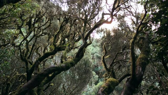 Mysterious Forest and unusual shape of trees