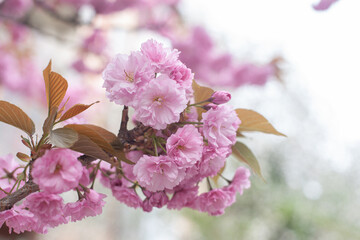 blossom in spring