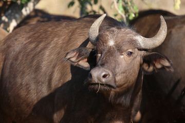 Kaffernbüffel / African buffalo / Syncerus caffer