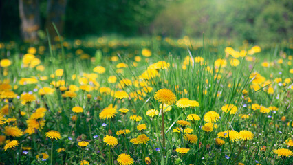Fototapeta premium A serene spring scene in the park, with a lush green field surrounded by blossoming trees and vibrant yellow daisies.