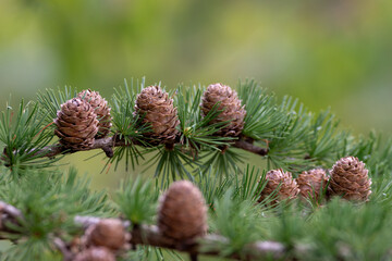 Pine cones on a tree branch 