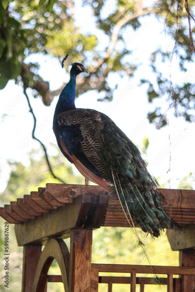 Sticker Indian Peafowl