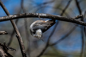 White-breasted Nuthatch (Sitta carolinensis) Perched Upside Down