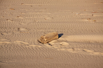Lone driftwood log sitting on the beach
