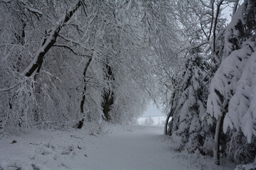Trees in the forest in winter with a lot of snow