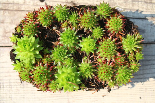 rojnik rojniczek rojownik jovibarba sempervium
