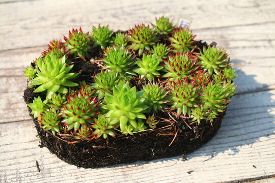 rojnik rojniczek rojownik jovibarba sempervium