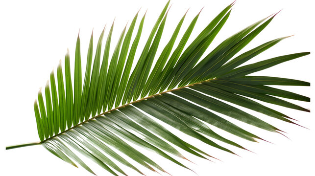 Palm tree leaf deals