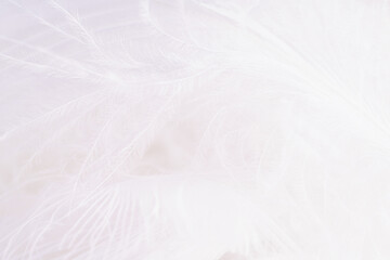 White feathers in soft and blur style for background, macro shot.