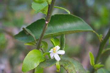 The flowers of an organically grown orange tree.