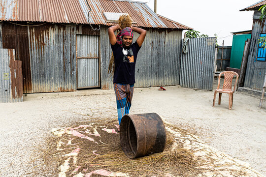 A worker manually threshing rice paddies in a rural village in Bangladesh