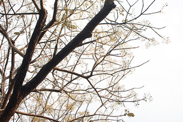 Branches and trees on sky background.