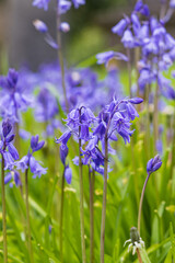 Wild hyacint or bluebell at cemetery of Saint Fin Barre's Cathedral in Cork Munster province in Ireland Europe