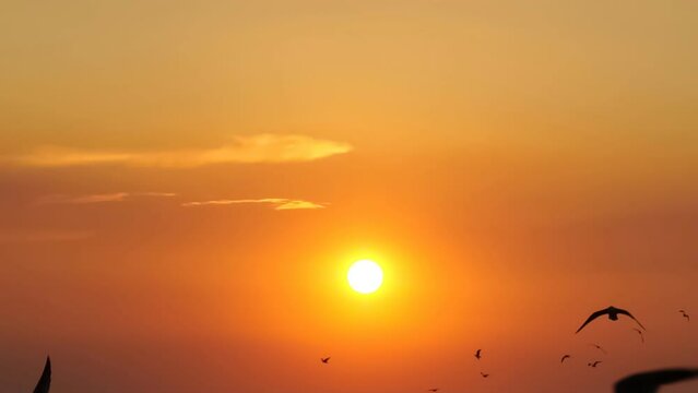Beautiful sunset with flying birds seagulls during sunset.