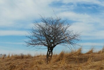 tree in the field